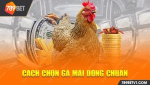 Cách Chọn Gà Mái Dòng Chuẩn Mà Vô Cùng Đơn Giản 