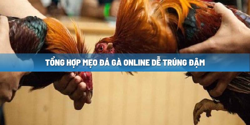 Tổng hợp mẹo đá gà online dễ trúng đậm