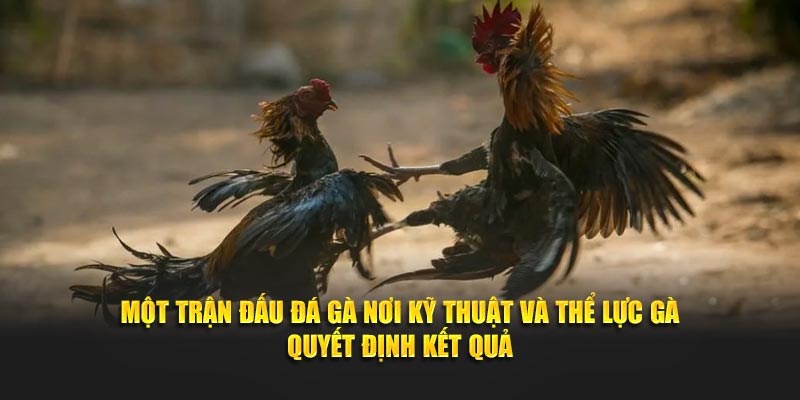 Một trận đấu đá gà nơi kỹ thuật và thể lực gà quyết định kết quả